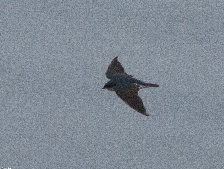 Tree Swallow - ML74430531