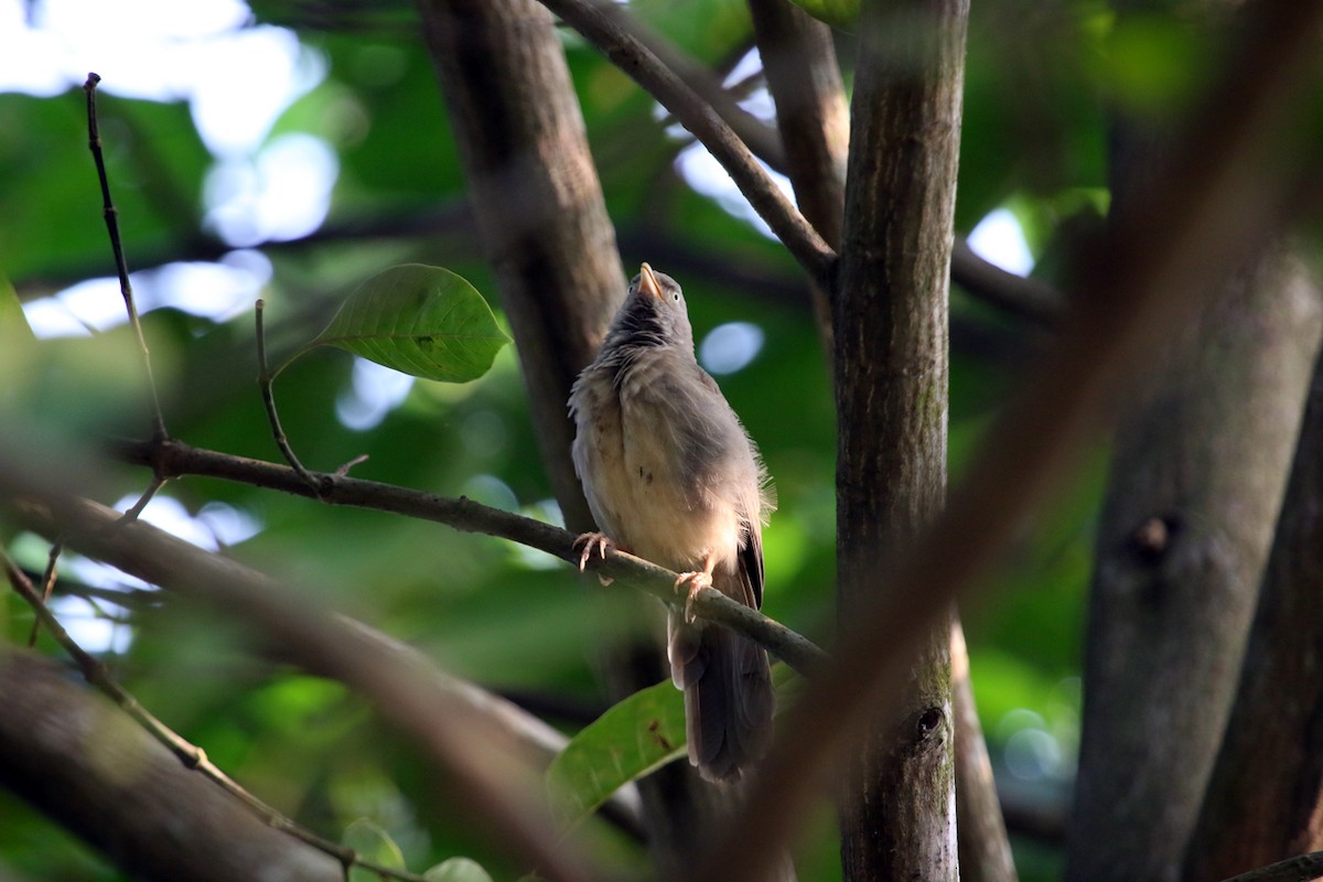 Jungle Babbler - Wild Roots