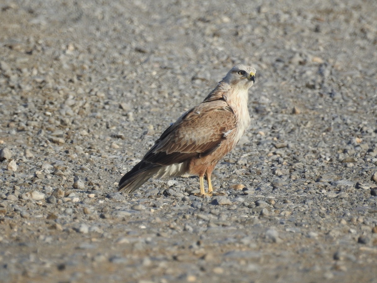 Long-legged Buzzard - Yoshio Akasaka