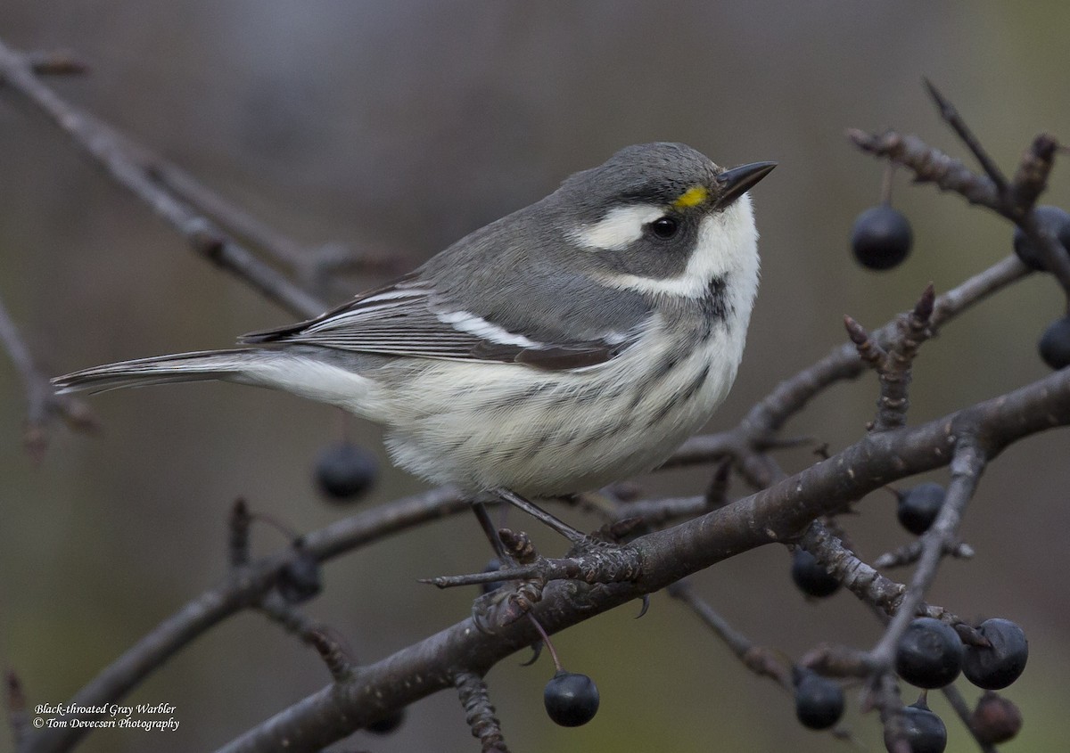 Black-throated Gray Warbler - Tom Devecseri