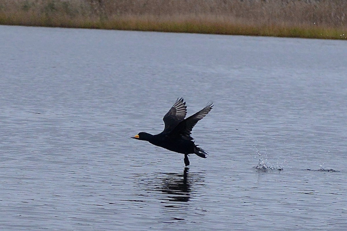 Black Scoter - Stephen Broker