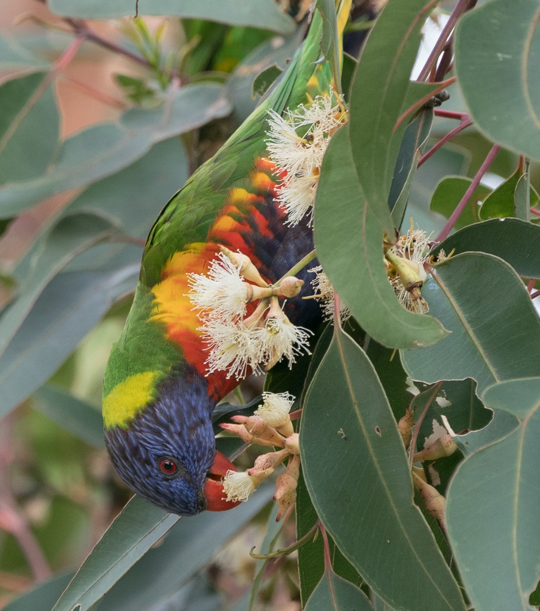 lori duhový - ML74435321