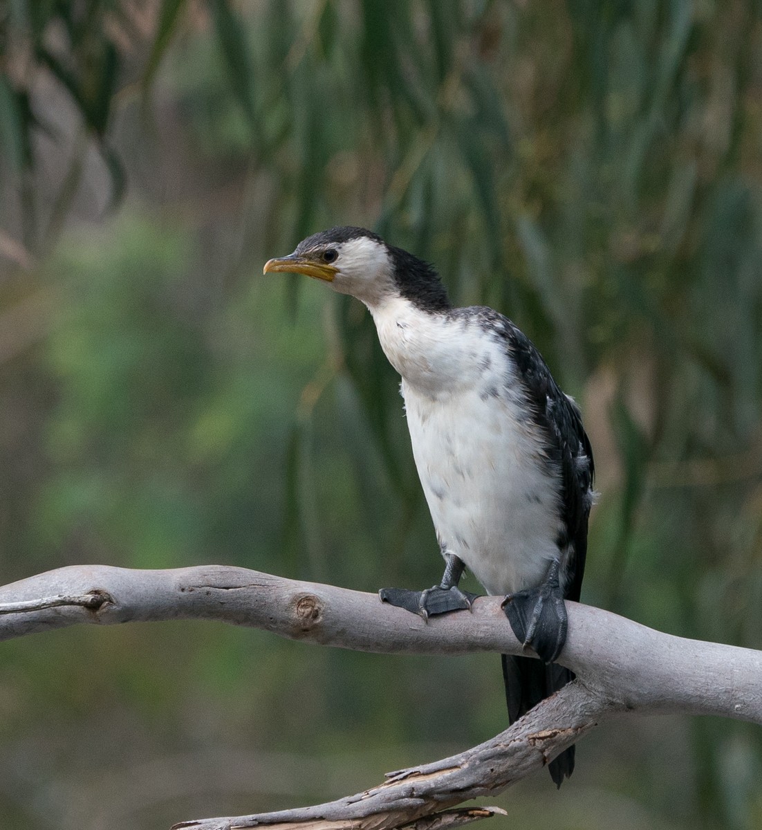 kormorán černobílý - ML74435351