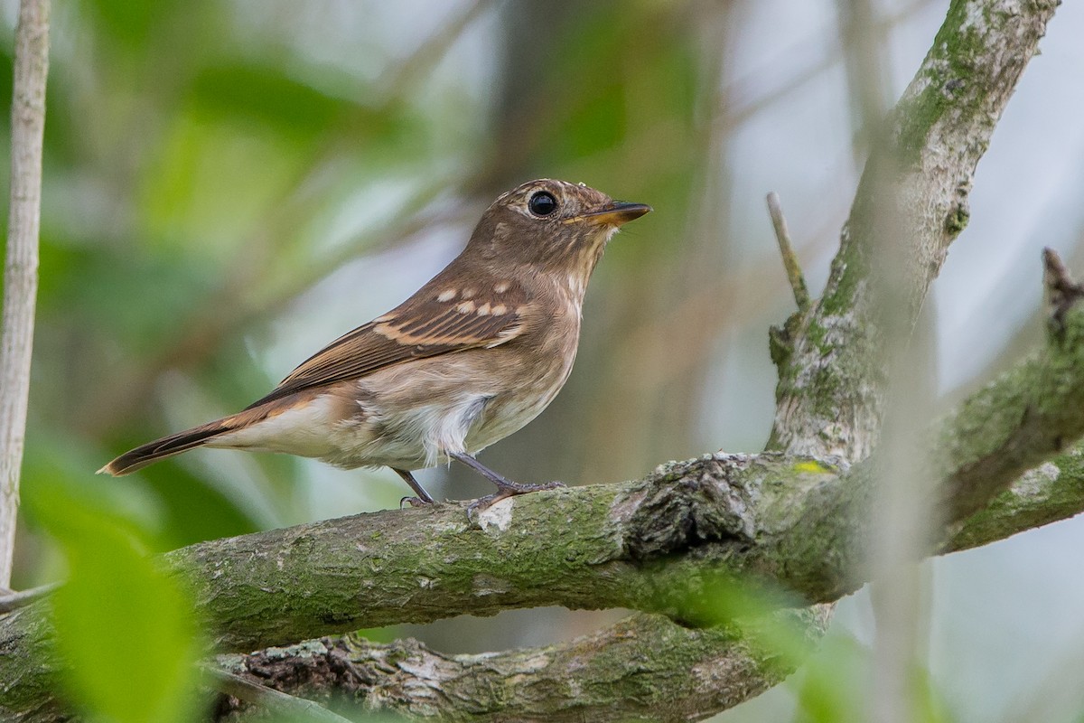 Brown-streaked Flycatcher - Adrian Silas Tay