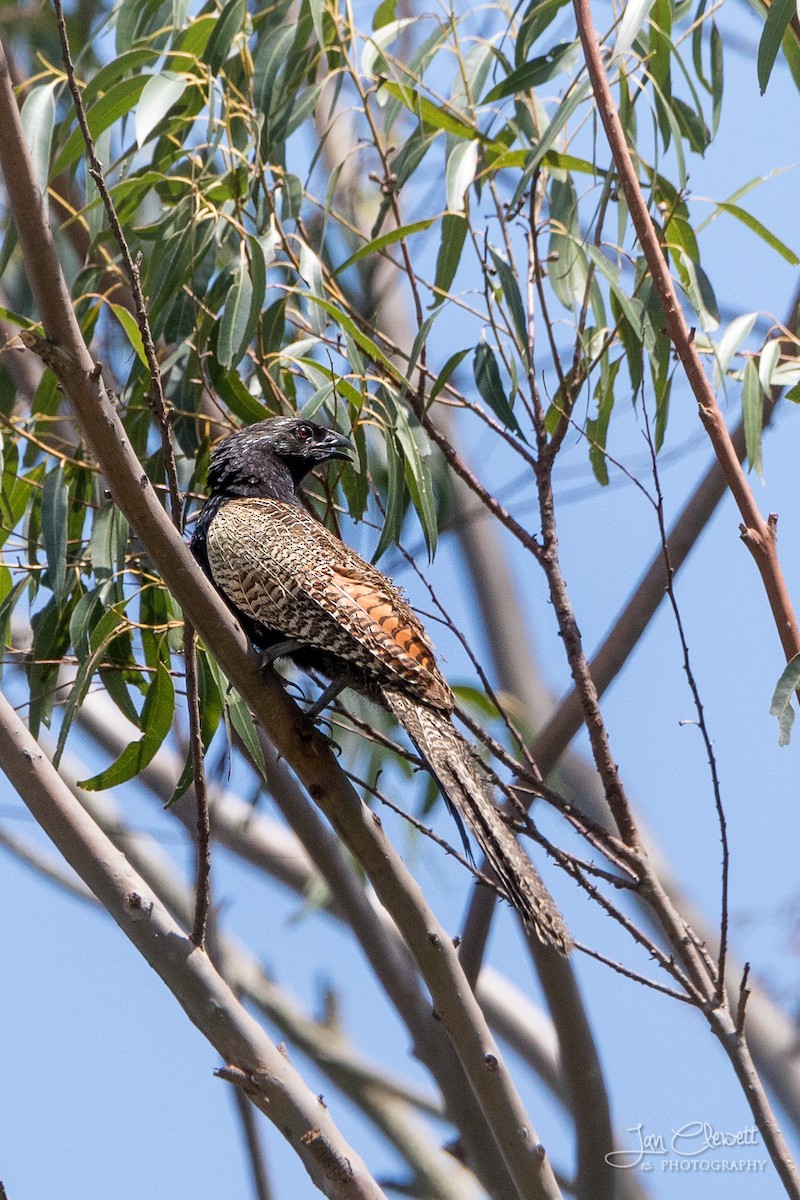 Pheasant Coucal - ML74436161