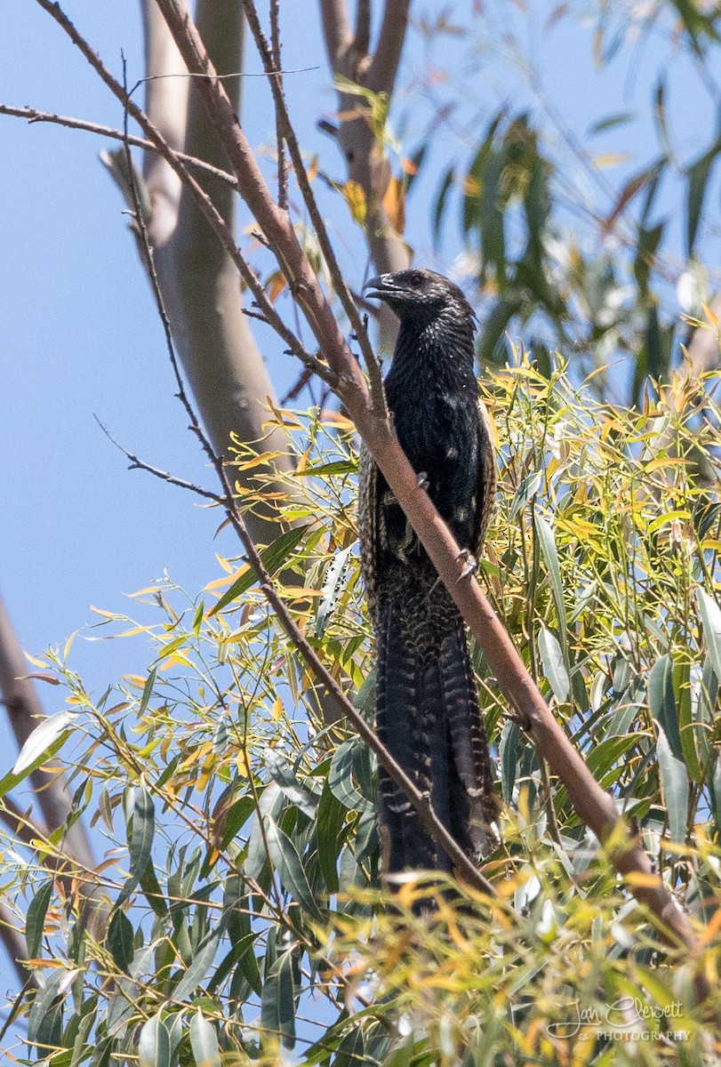 Pheasant Coucal - ML74436171
