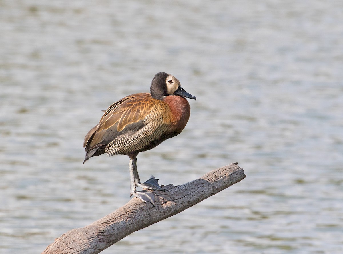 White-faced Whistling-Duck - ML74436351