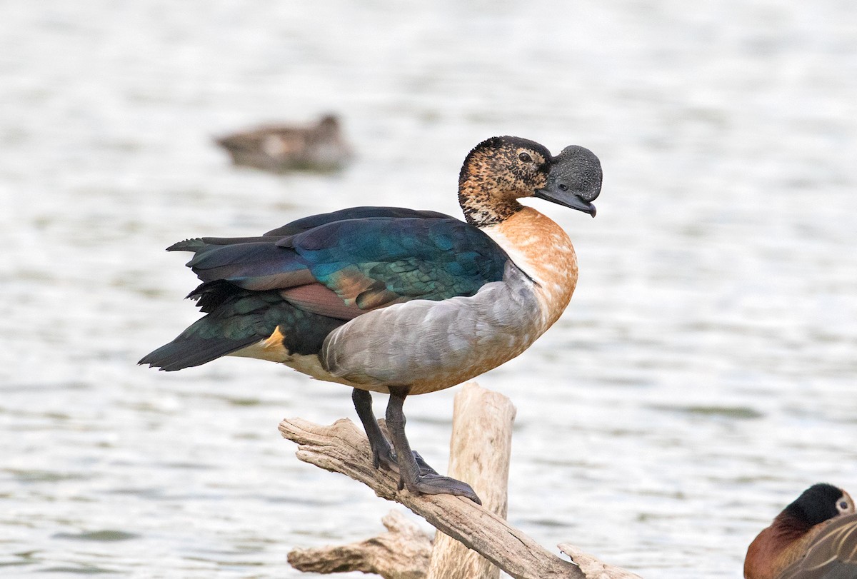 Knob-billed Duck - Sam Woods/Tropical Birding Tours