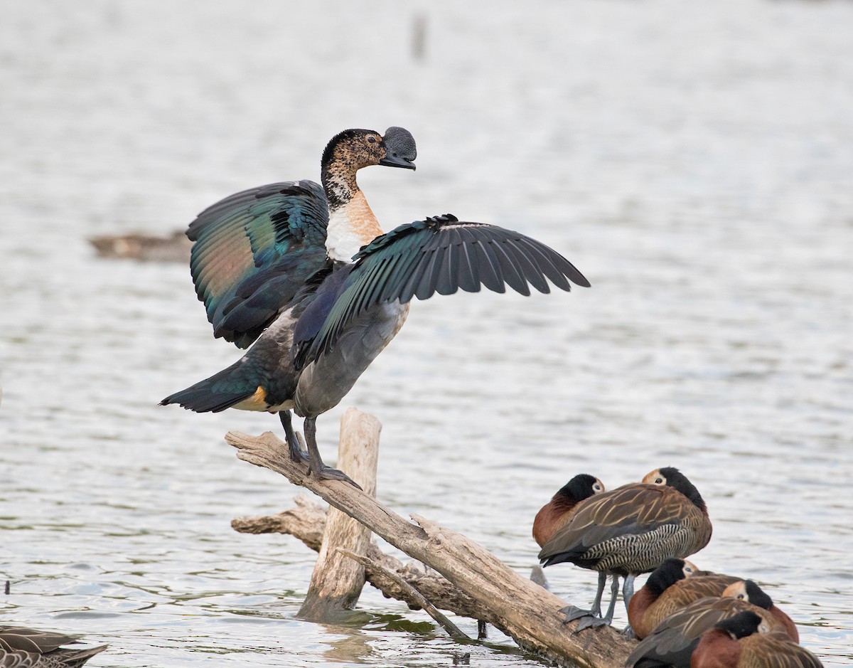 Knob-billed Duck - Sam Woods