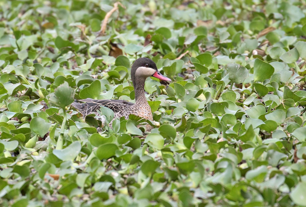 Red-billed Duck - ML74436401