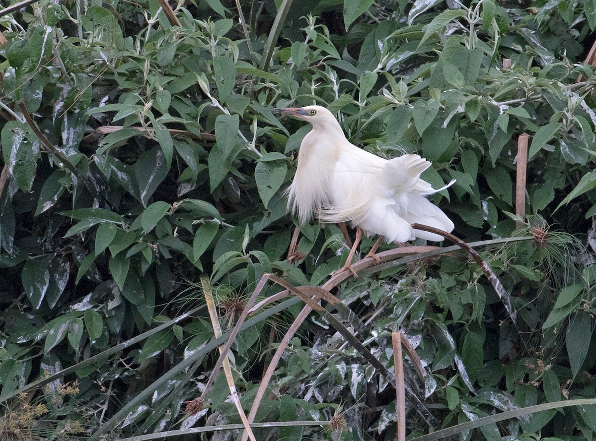 Malagasy Pond-Heron - ML74436411