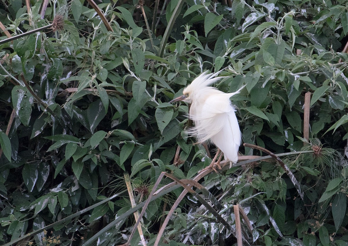 Malagasy Pond-Heron - ML74436431