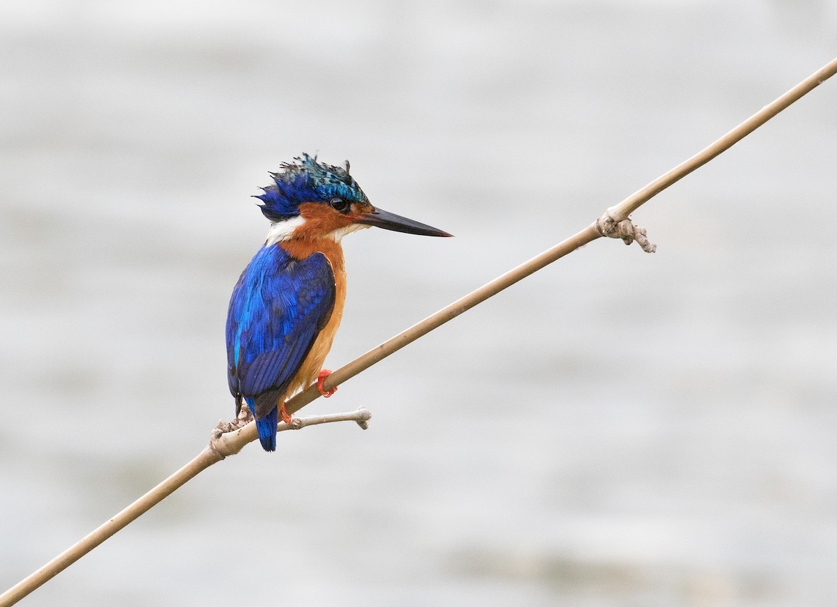 Malagasy Kingfisher - Sam Woods