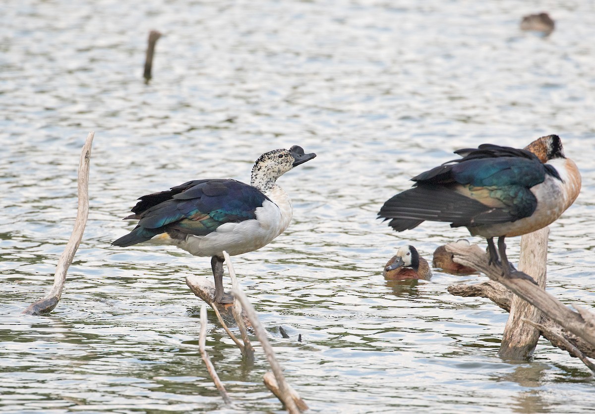 Knob-billed Duck - ML74436601