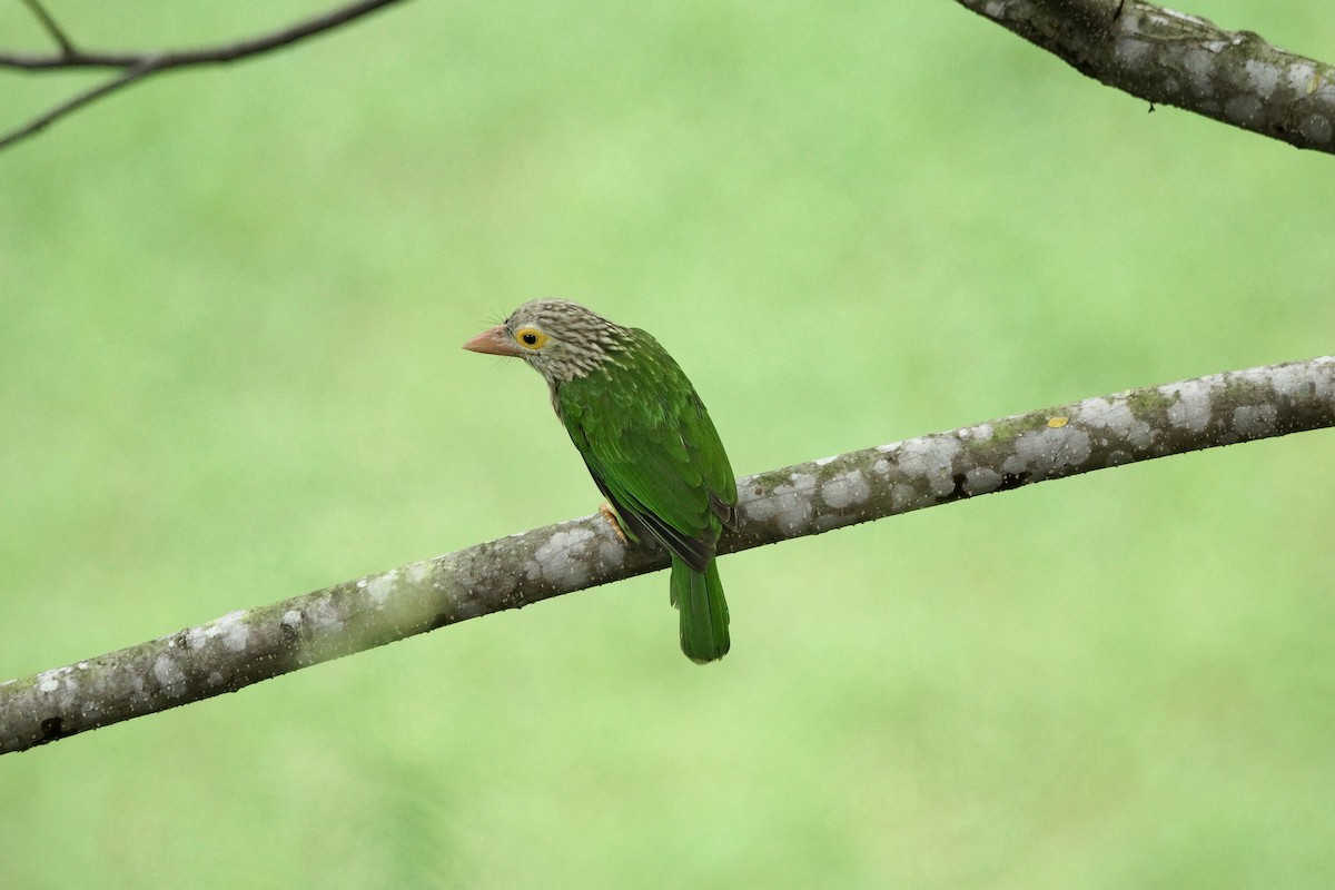 Lineated Barbet - Kian Guan Tay