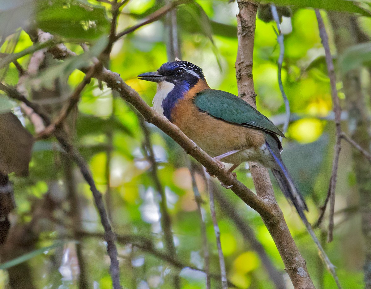 Pitta-like Ground-Roller - Sam Woods