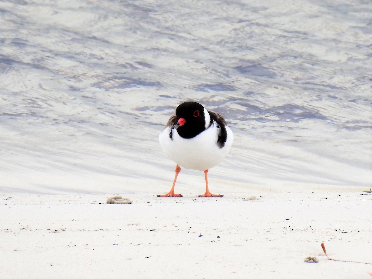 Hooded Plover - ML74437191