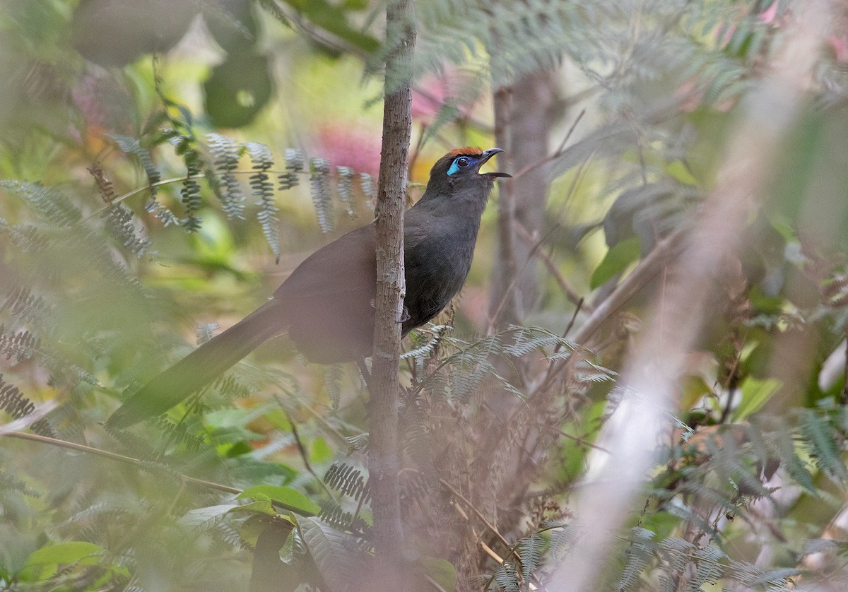 Red-fronted Coua - Sam Woods/Tropical Birding Tours