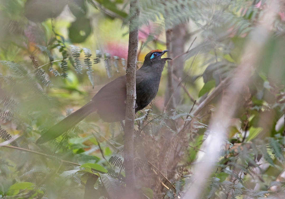 Red-fronted Coua - Sam Woods