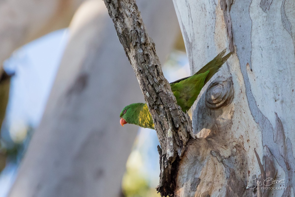 Scaly-breasted Lorikeet - ML74438471