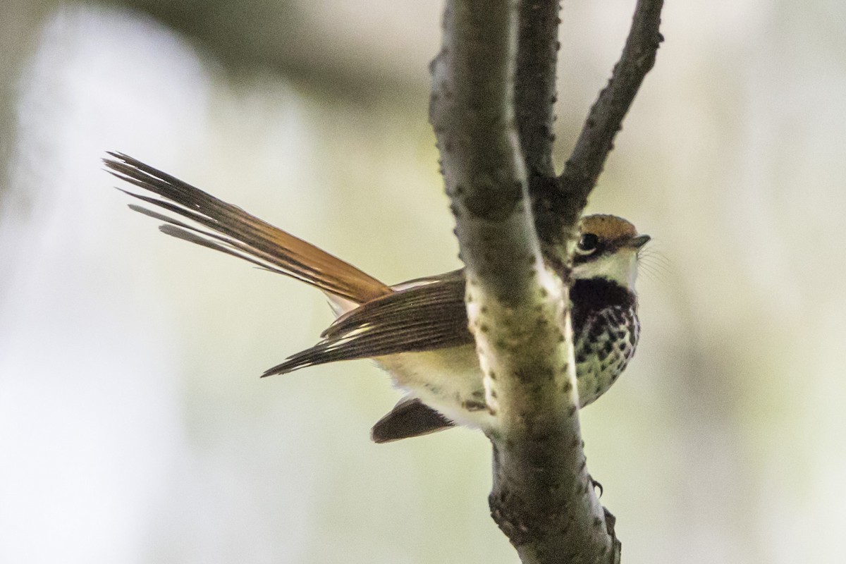 Australian Rufous Fantail - ML74438651