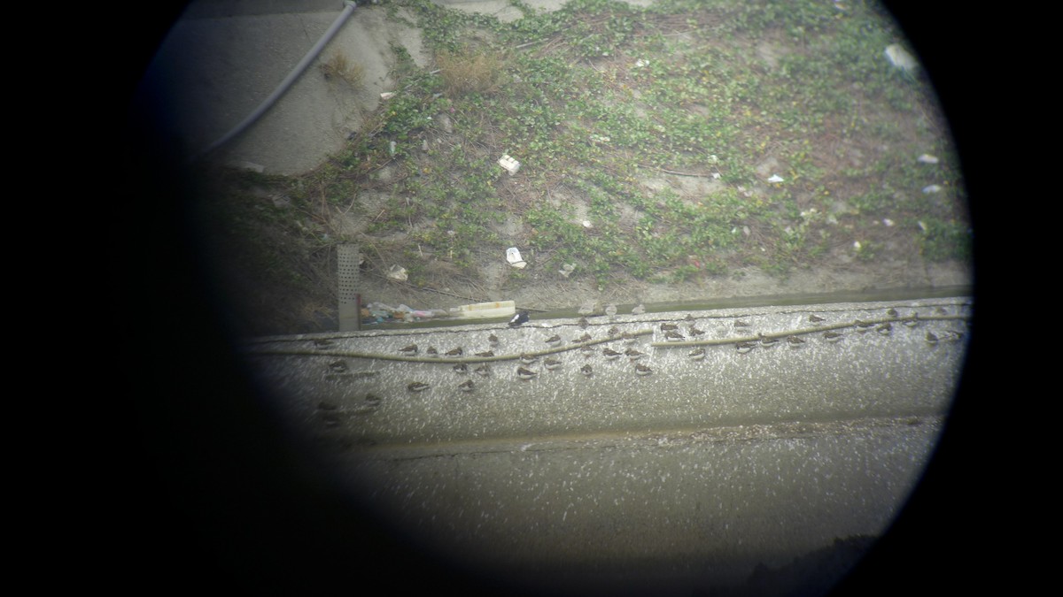 Eurasian Oystercatcher - ML74441941