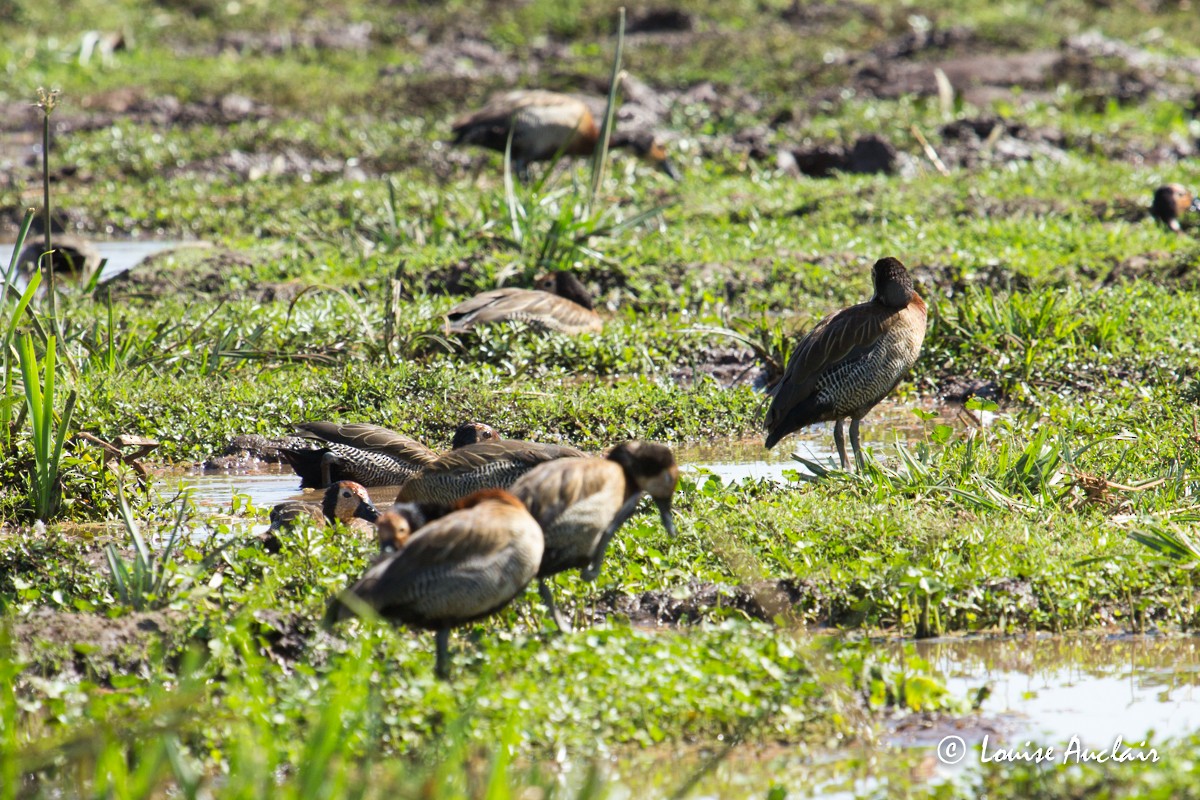 White-faced Whistling-Duck - ML74443671