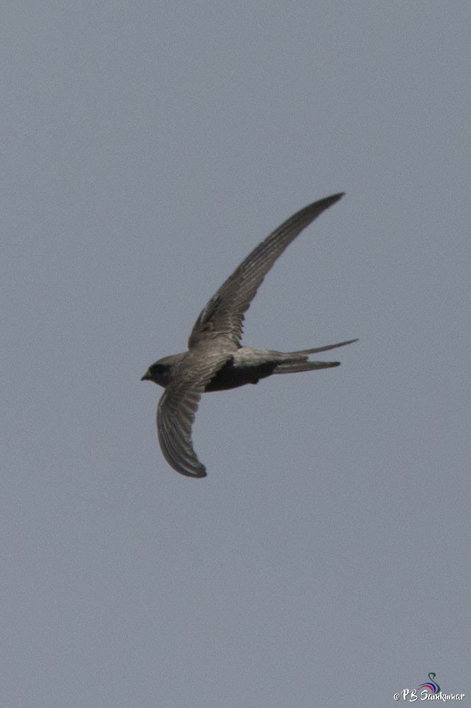 Asian Palm Swift - P. B. Samkumar