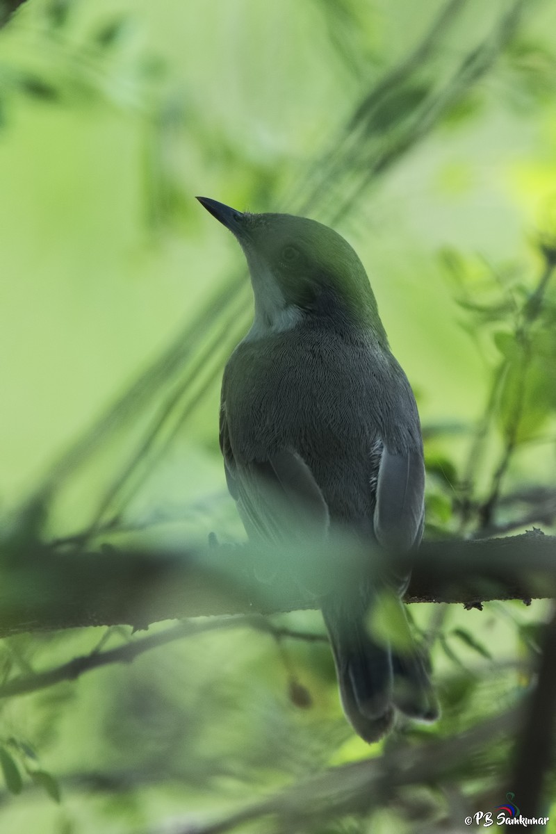 Eastern Orphean Warbler - ML74444581