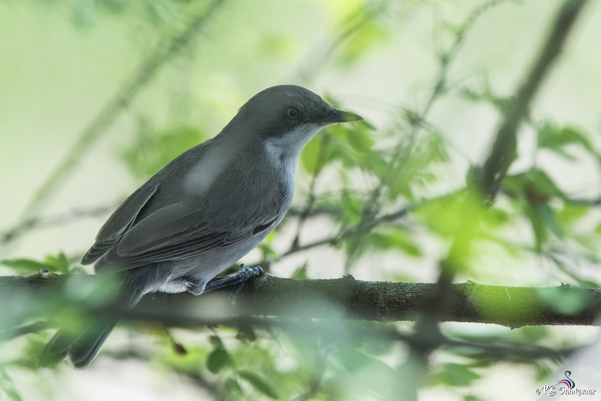 Eastern Orphean Warbler - P. B. Samkumar