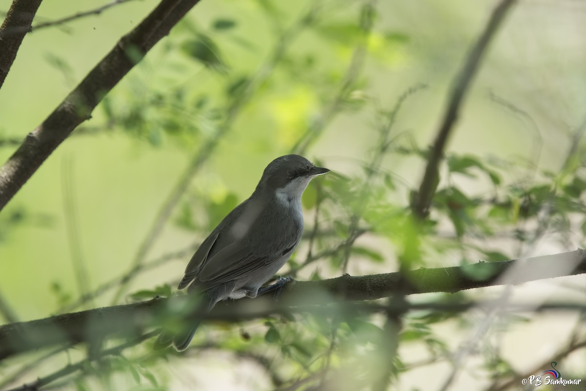 Том хошуут зэржгэнэ - ML74444621