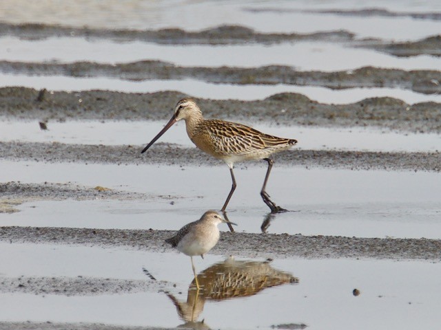 Asian Dowitcher - ML74444781