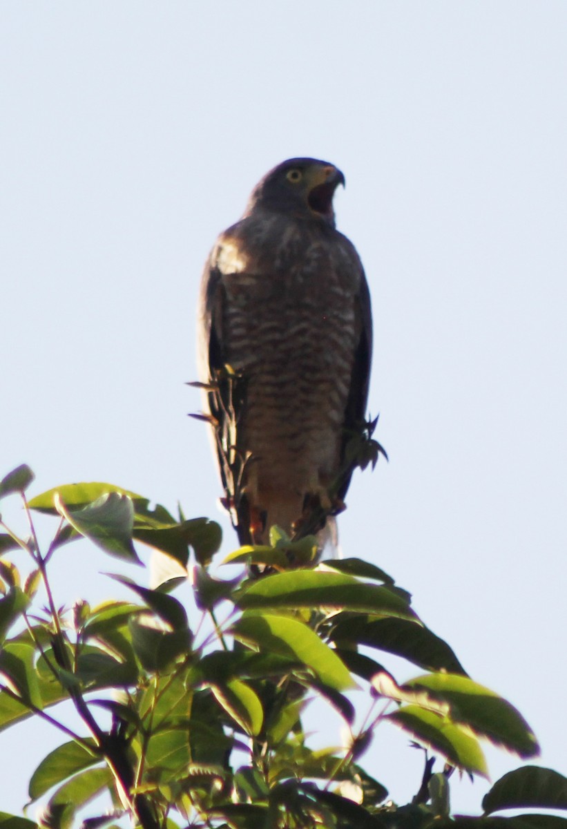 Roadside Hawk - Mario Trejo