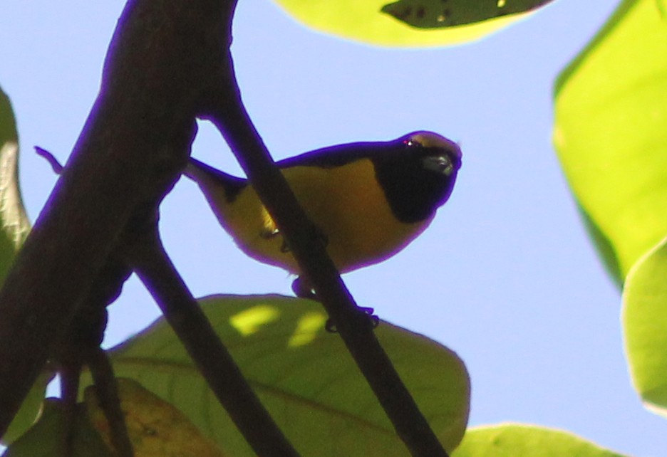 Scrub Euphonia - Mario Trejo