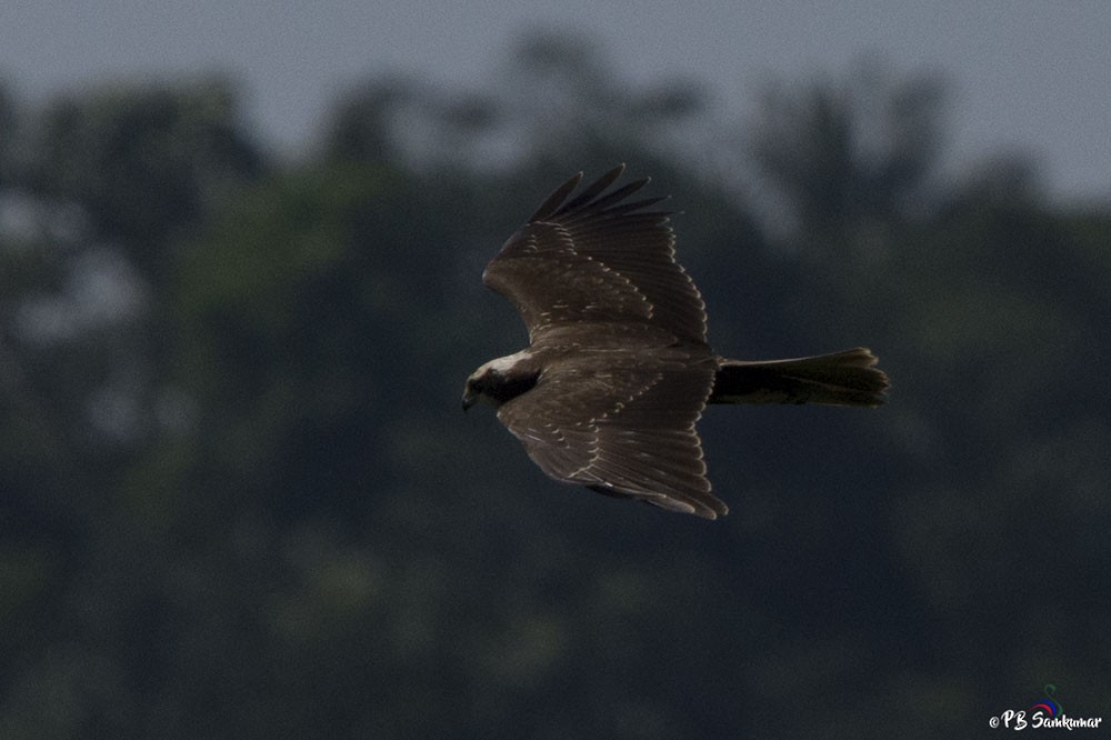 Western Marsh Harrier - ML74445371