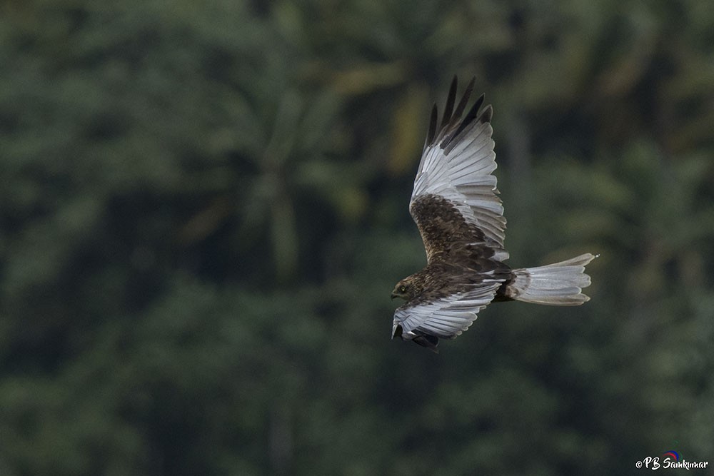 Western Marsh Harrier - P. B. Samkumar