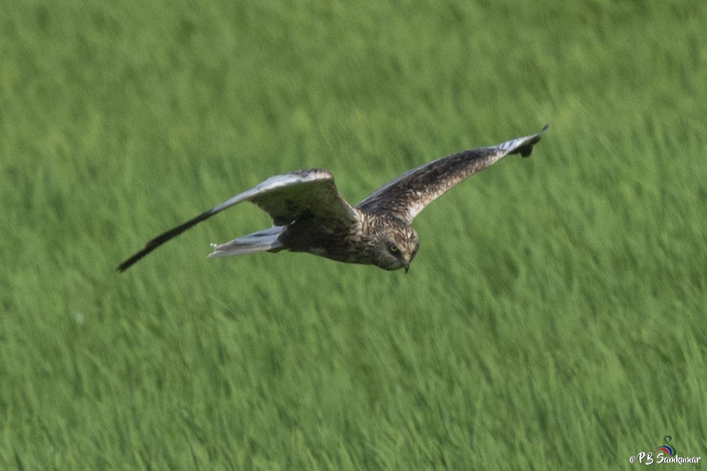 Western Marsh Harrier - ML74445391