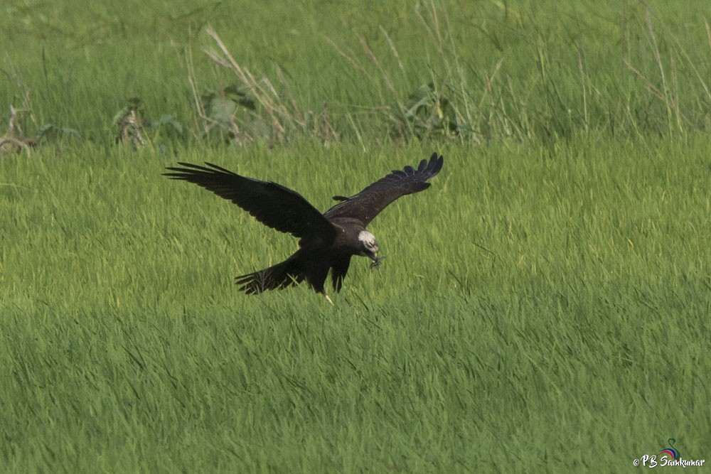 ヨーロッパチュウヒ - ML74445401