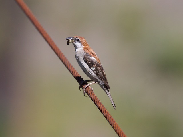 Russet Sparrow - ML74445441