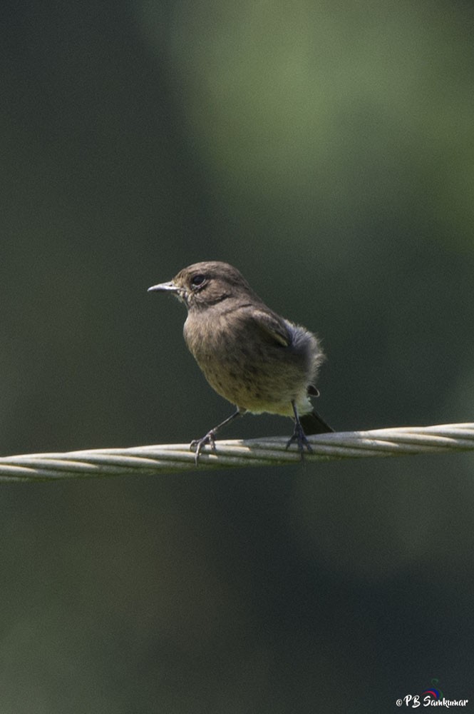 Pied Bushchat - ML74445461