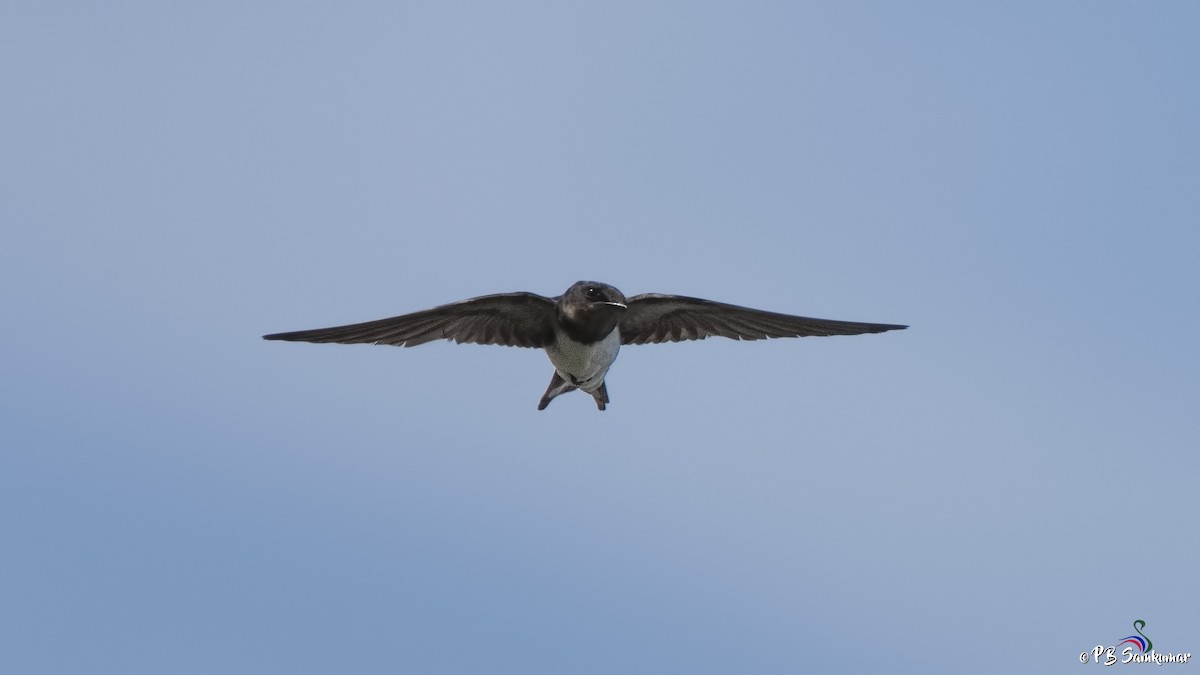 Barn Swallow - P. B. Samkumar