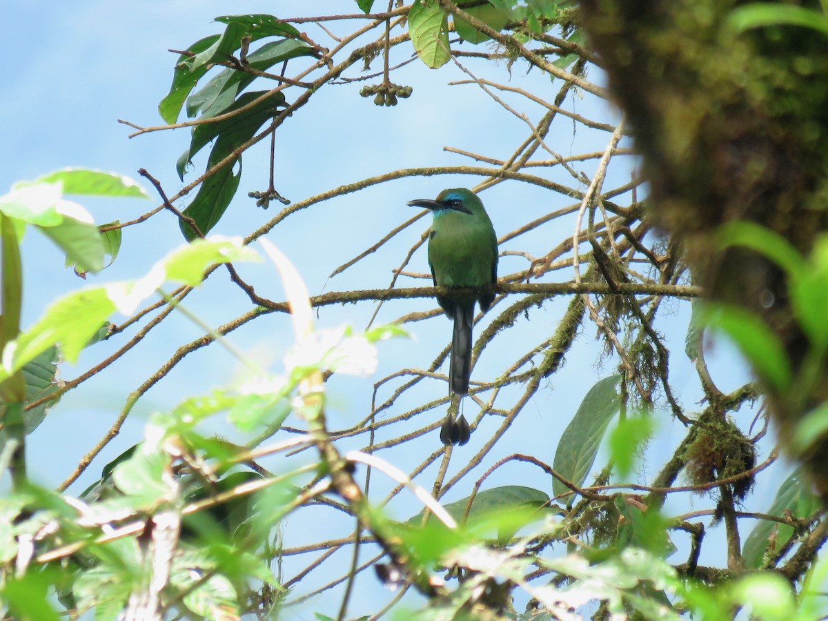 Keel-billed Motmot - ML74445861