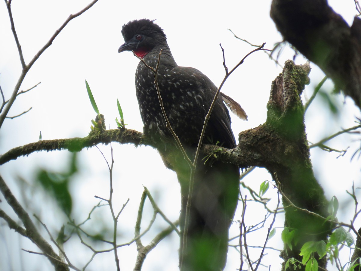 Crested Guan - ML74446061