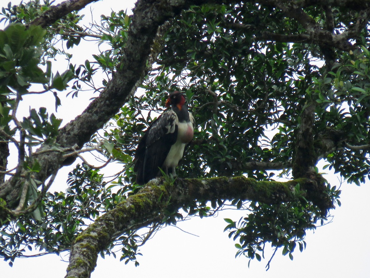 King Vulture - ML74446111