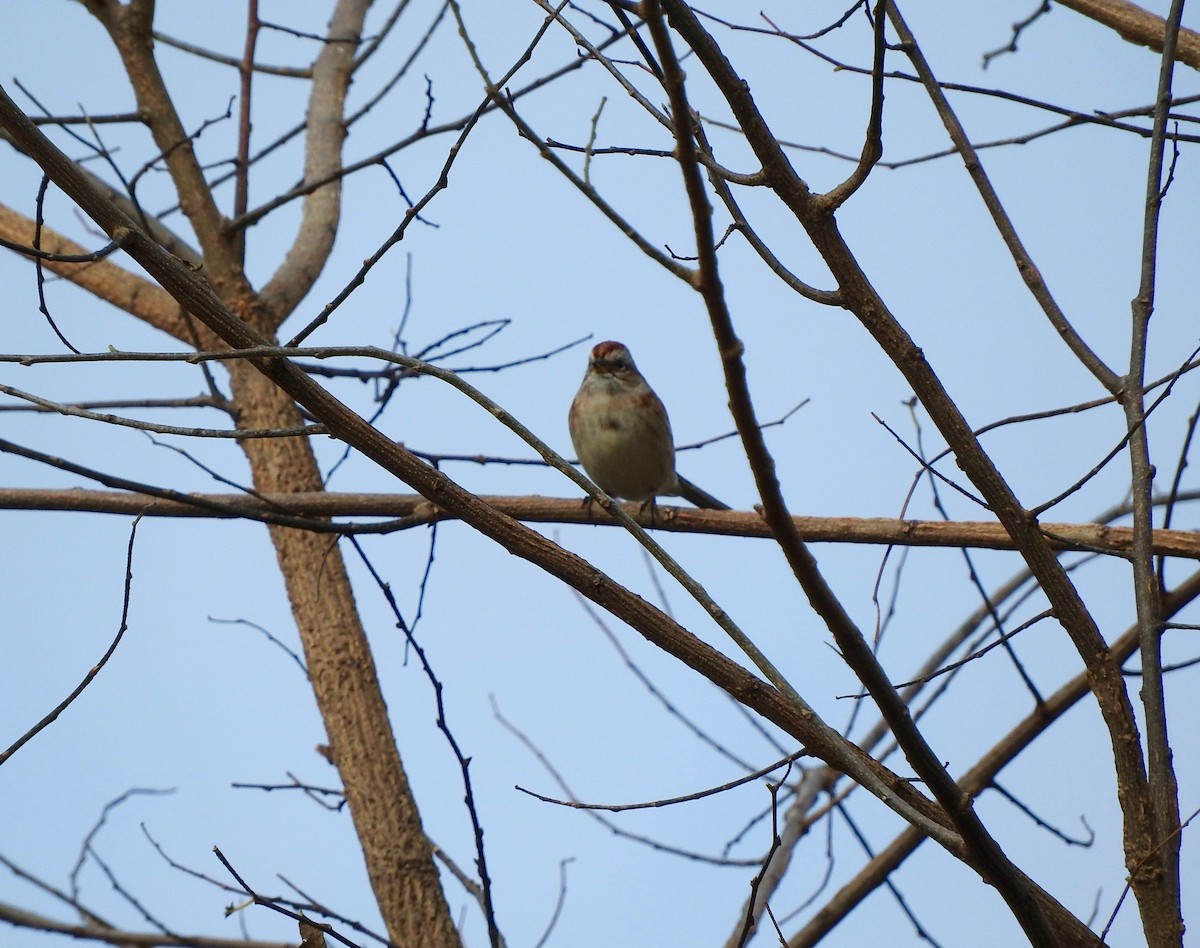 American Tree Sparrow - ML74446501