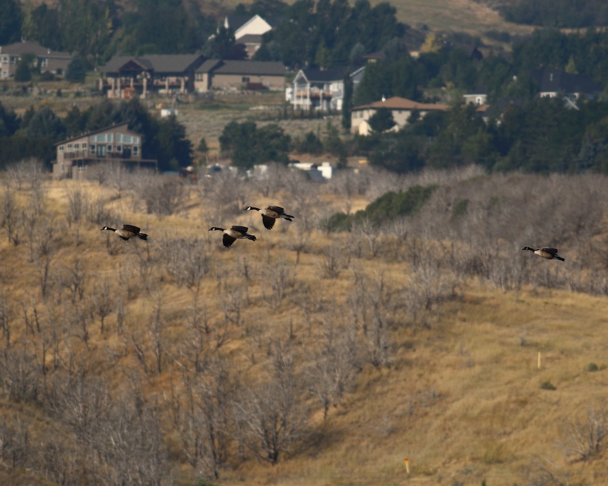 Canada Goose (moffitti/maxima) - ML74447181