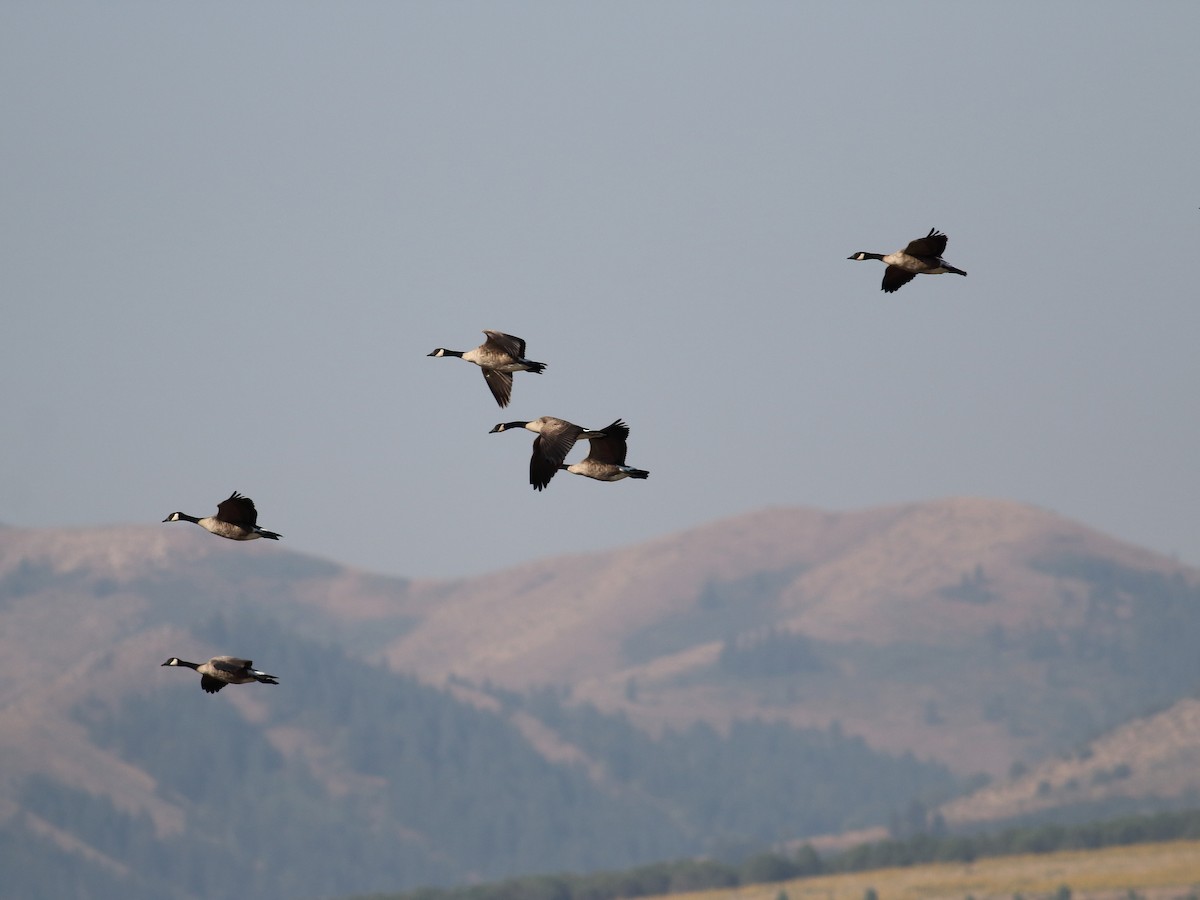 Canada Goose (moffitti/maxima) - ML74447241