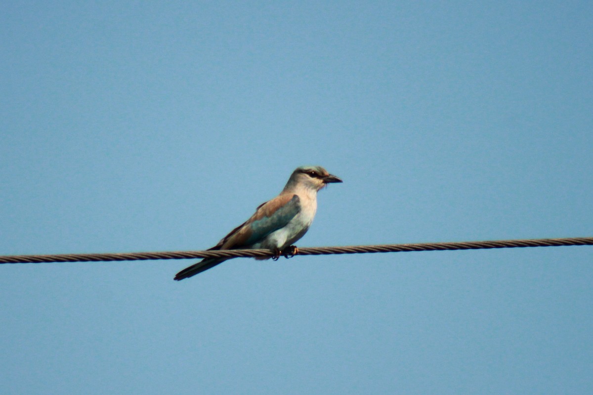 European Roller - ML74447421