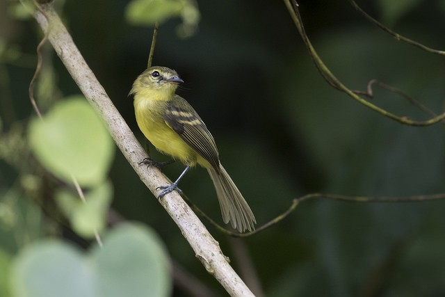 Yellow Tyrannulet - ML74447511