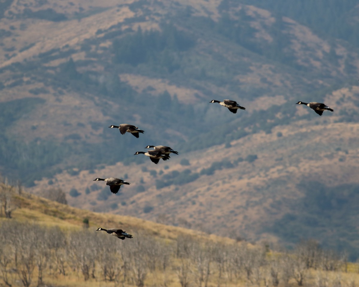 Canada Goose (moffitti/maxima) - ML74447611